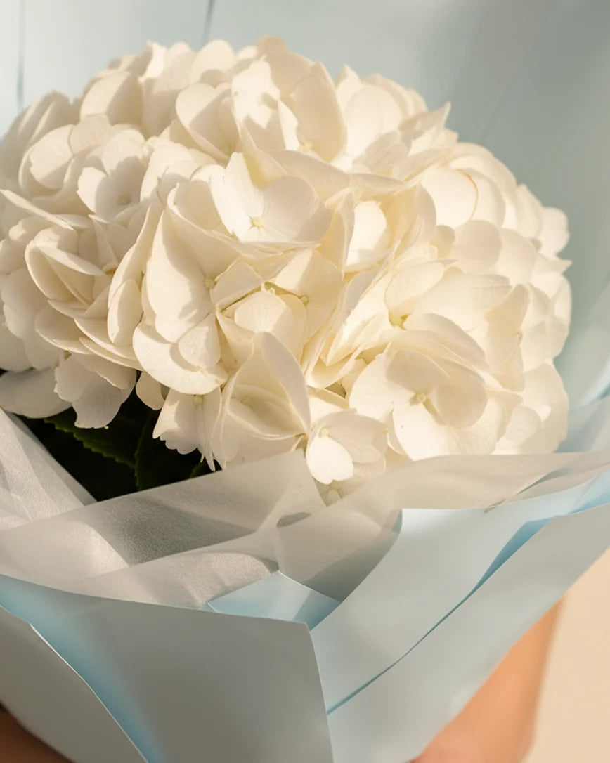 Hortensia Angélique detail — luxury flowers Dubai | Miss Florenski