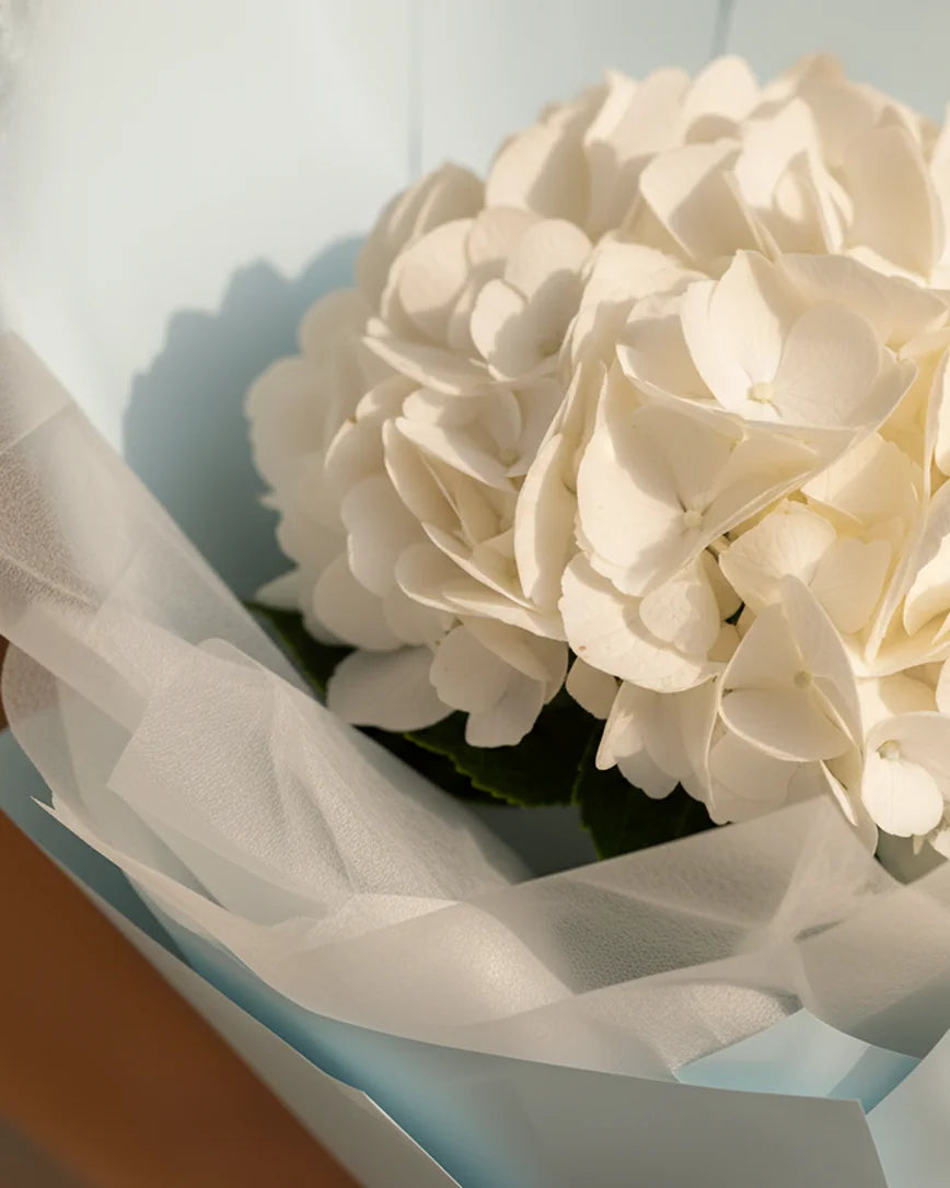 Hortensia Angélique detail — luxury flowers Dubai | Miss Florenski